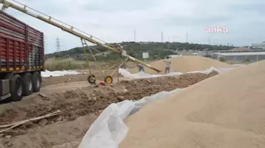 Bilecikli Üreticinin Buğdayı Eskişehir'e Doğru Yola Çıktı