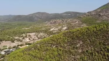 İzmir'de 5 yıl önce 12 bin hektar ormanın yandığı alan yeşillendi
