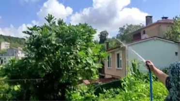 İstanbul'da da görülen 'vampir kelebek' vatandaşları rahatsız ediyor