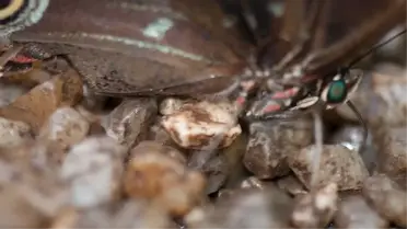 Vampir kelebekler İstanbul'da! Bahçelerdeki meyve sebzelere zarar veriyor