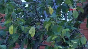 'VAMPİR KELEBEK'LER İSTANBUL'DA