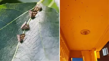 İstanbul'da vampir kelebeği paniği! Evleri istila etmeye başladı