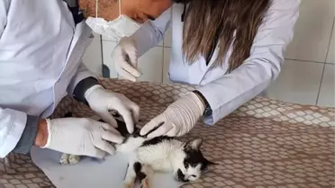 Kumluca Belediyesi'nden Ulusları Kedi Gününde Anlamlı Paylaşım