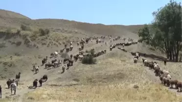 Muş'ta yaylaya çıkan kadınların zorlu mesaisi sürüyor