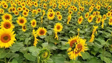 Çorum'da ayçiçeği üretiminde rekor rekolte bekleniyor