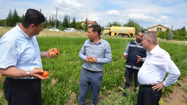 Kahramankazan'da belediye çalışanları, ihtiyaç sahipleri için sebze üretiyor
