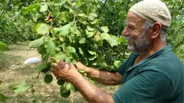 Trabzon'da erken fındık hasadı