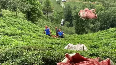 Çay hasadında, teleferik sepetinin çarpmasıyla yaralandı