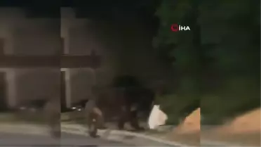 Meksika'da aç ayı şehre indi, çöpte yemek aradı