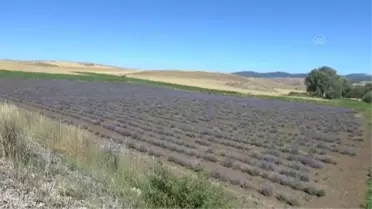 Rengi ve kokusunu sevdiği lavanta genç kadını üretici yaptı