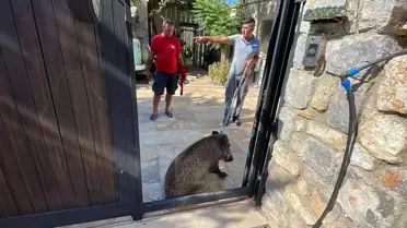 Bodrum'da evin bahçesine giren yaralı yaban domuzu bayıltılarak yakalandı