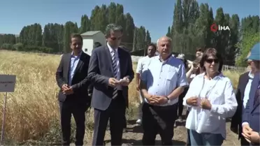 Erzurum'da hububat hasadı törenlerle başladı