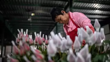 Çin'in Yunnan Eyaletinden Tayland'a Çiçek İhracatı Kolaylaştırıldı