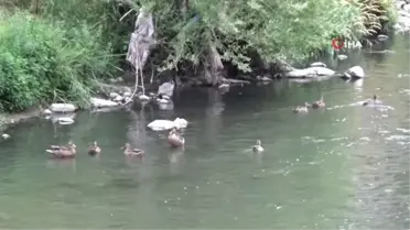 Göçe hazırlanan yaban ördekleri, yavrularını Kars'ta büyüttü