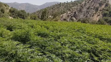 İçişleri: Diyarbakır'da 11 milyon 942 bin kök kenevir, 841 kilo esrar ele geçirildi