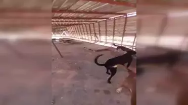 Haytap'tan Havrita Uygulaması Kapatılsın Talebi: Ortaçağ Karanlığını Andıran Uygulama Bir An Önce Kapatılsın