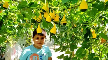 Minyatür süs kabakları ilgi odağı