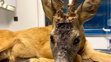 Yaralı halde bulunan karaca tedavi altına alındı