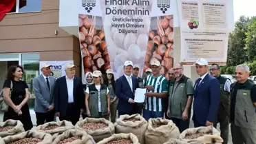 TMO Giresun'da fındık alımına başladı