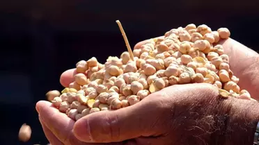 Yozgat'ta nohutta 75 bin ton rekolte bekleniyor