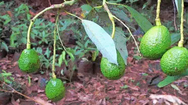 Kenya, Çin'e Yılda 100.000 Ton Avokado İhraç Etmeyi Hedefliyor