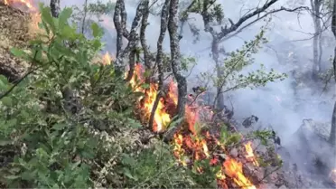Tunceli'de ormanlık alanda çıkan örtü yangını söndürüldü