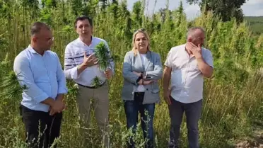 Samsunlu Kenevir Üreticisi: 'Biz Resmen Kandırıldık. Birtakım Kişiler Parasını Yediler, Narlısaray Halkı Tamamen Mağdur Edildi'
