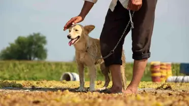 Geçmişte tüfekle korunan üzüm bağları eğitimli köpeklere emanet