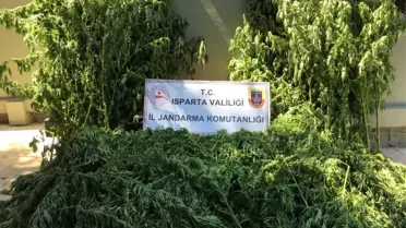Isparta'da tarlada 242 kök kenevir ele geçirildi, 5 kişi yakalandı