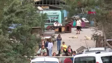 GÖKTÜRK'TE HAYVANSEVERLER 305 KÖPEK SOKAĞA ATILMASIN DİYE DESTEK İSTİYOR