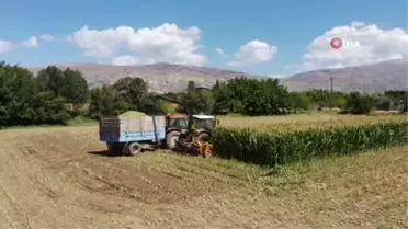 Silajlık mısır hasadı Erzincan'da başladı
