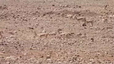 Terörün gölgesinden kurtulan Cudi Dağı'nda ceylan varlığı artıyor