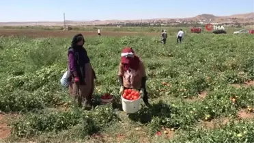 İşçi bulamayan üretici: 'Bizimkiler iş beğenmiyor, iyi ki mülteciler var'