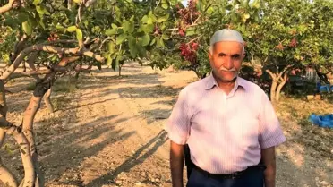 Denizli'de Antep fıstığı yetiştiriciliği yaygınlaşıyor