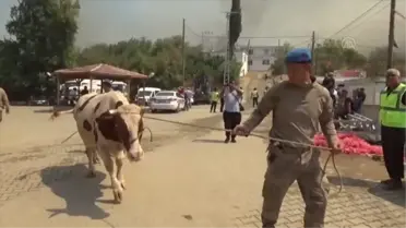 Mersin'deki orman yangınında gebe inek 'Sarıkız'ı komandolar kurtardı