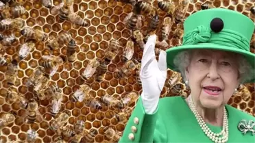 İngiltere'de bir garip gelenek! Kraliyet arıcısı, Kraliçe'nin arılarına Kraliçe'nin öldüğünü ve Kral Charles'ın yeni hükümdar olduğunu söyledi