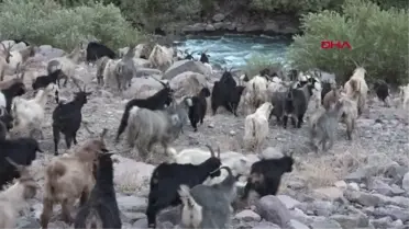 İLKEL SALLA ZAP DERESİ'Nİ GEÇİP, KEÇİLERİNİ SAĞIYORLAR