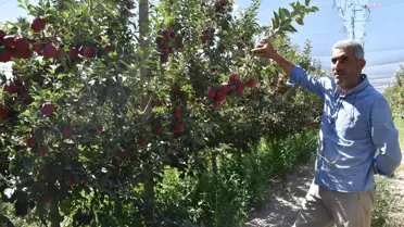 Niğde Elması Yurt Dışına İhraç Ediliyor