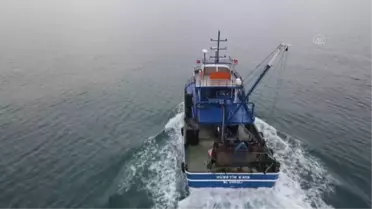 Karadeniz'den çıkarılan kum midyesi Avrupa ve Uzak Doğu'ya gönderiliyor