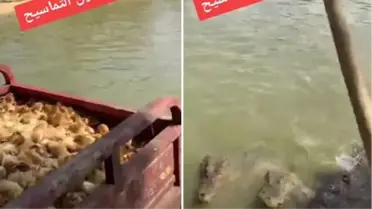 Binlerce civcivi timsahlara yem ettiler, o anları izleyenlerin resmen kanı dondu