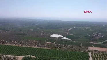 ERDEMLİ'DE LİMON HASADI BAŞLADI