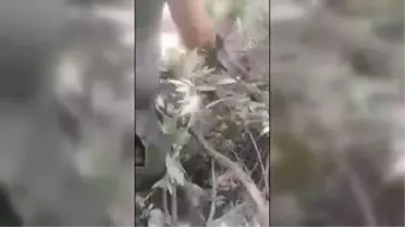 Antalya'da tuzağa yakalanan yaban keçisi kurtarıldı