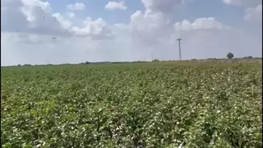 Çukurova ve Şanlıurfa'da Pamuk Hasadı Başladı, Ancak Fiyat Hala Açıklanmadı.