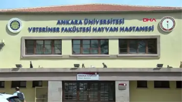 Yaban hayvanlarının yaşama tutunduğu klinik