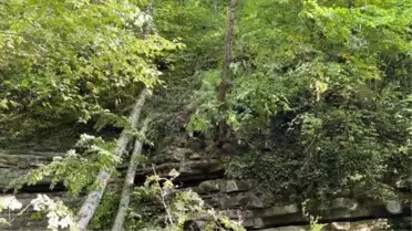 Sinop'ta üzerlerine ağaç devrilen 2 kişi öldü, 1 kişi yaralandı