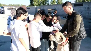 Otomobil fiyatına alıcı buluyorlar! Kangal köpekleri, 750 bin liraya satılıyor
