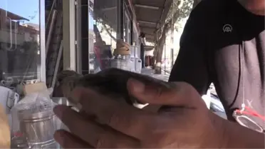 Kahramanmaraş'ta yuvadan düşen kumru yavrusuna esnaflar sahip çıktı