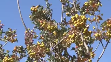 Mersin'de emekli çift sirke yapmak için ektikleri alıçları gelire dönüştürdü