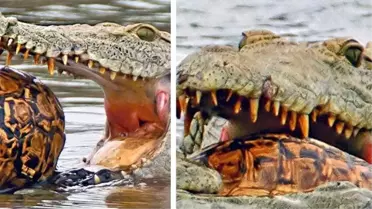 Güney Afrika'da feci olay! Karı kocayı timsahlara yem ettiler, cansız bedenleri balıkçılar buldu