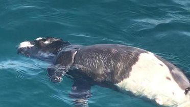 Son dakika haberi | Kuşadası Dilek Yarımadası Milli Parkı açıklarında yavru Akdeniz Foku ölü bulundu